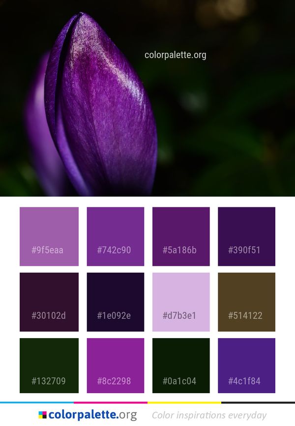 Flower Purple Violet Color Palette