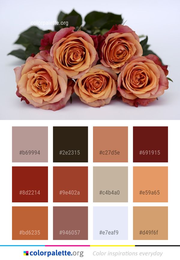 Flower Rose Family Color Palette