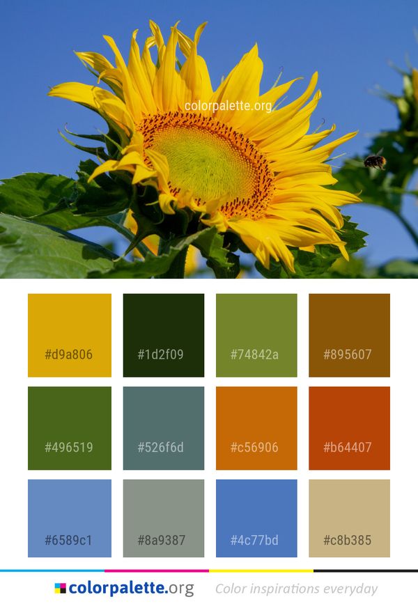 Flower Sunflower Yellow Color Palette