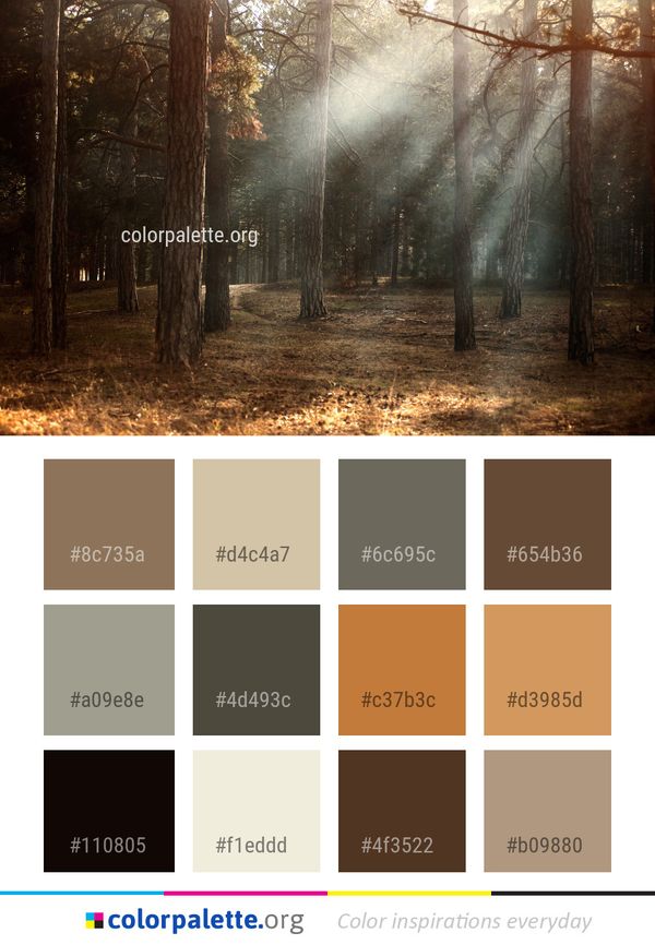 Forest Woodland Ecosystem Color Palette