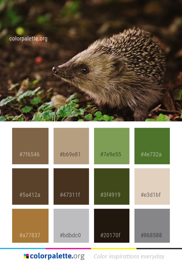 Hedgehog Monotreme Echidna Color Palette