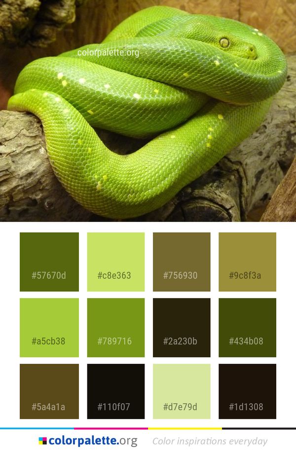 Snake Reptile Scaled Color Palette