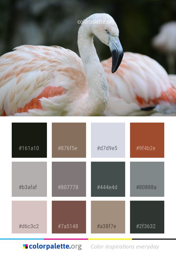 Flamingo Bird Beak Color Palette