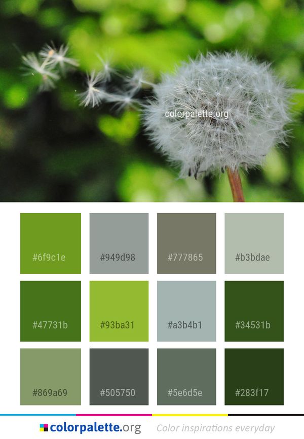 Flora Flower Dandelion Color Palette