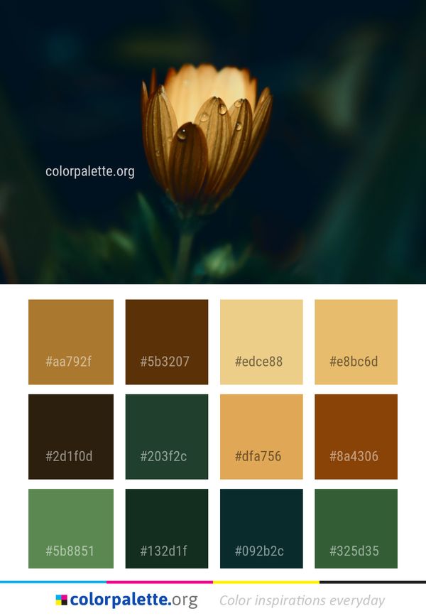 Flower Flora Macro Photography Color Palette