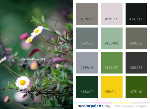 Flower Flora Plant Color Palette