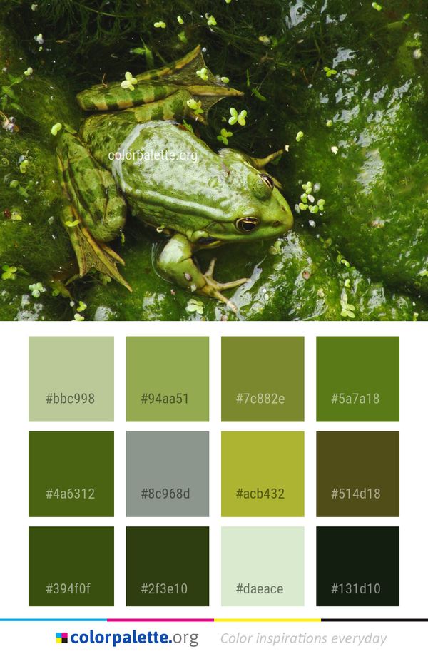 Ranidae Amphibian Fauna Color Palette