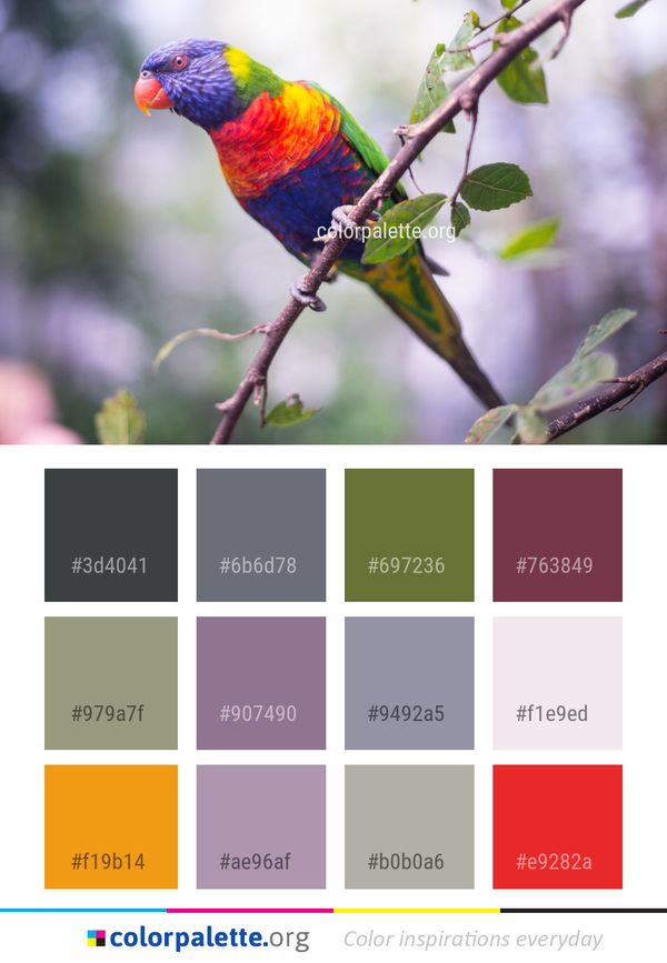 Bird Lorikeet Parrot Color Palette