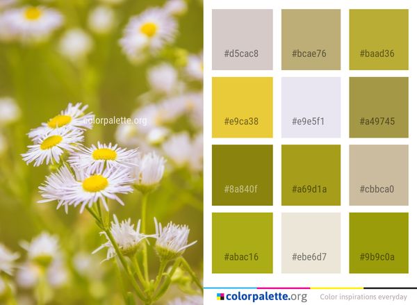 Flower Flora Yellow Color Palette