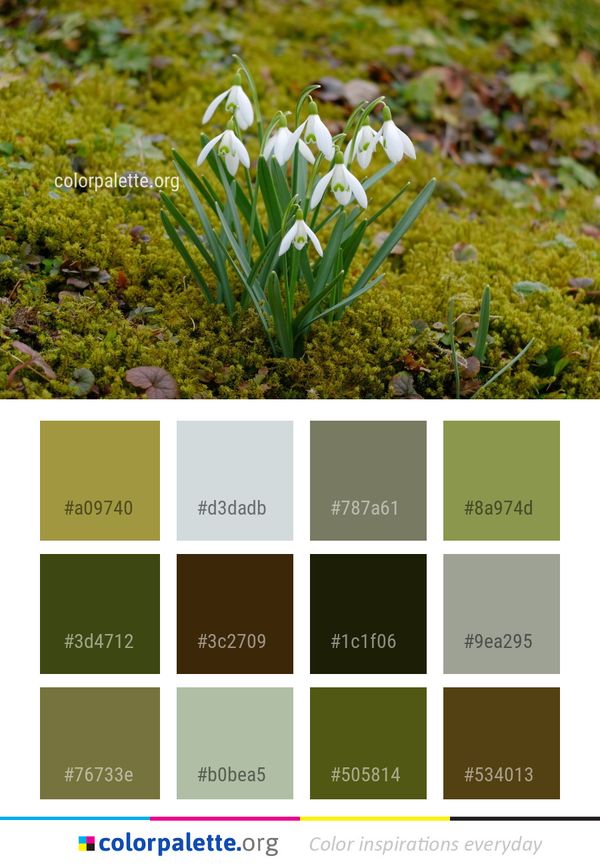 Plant Flower Flora Color Palette