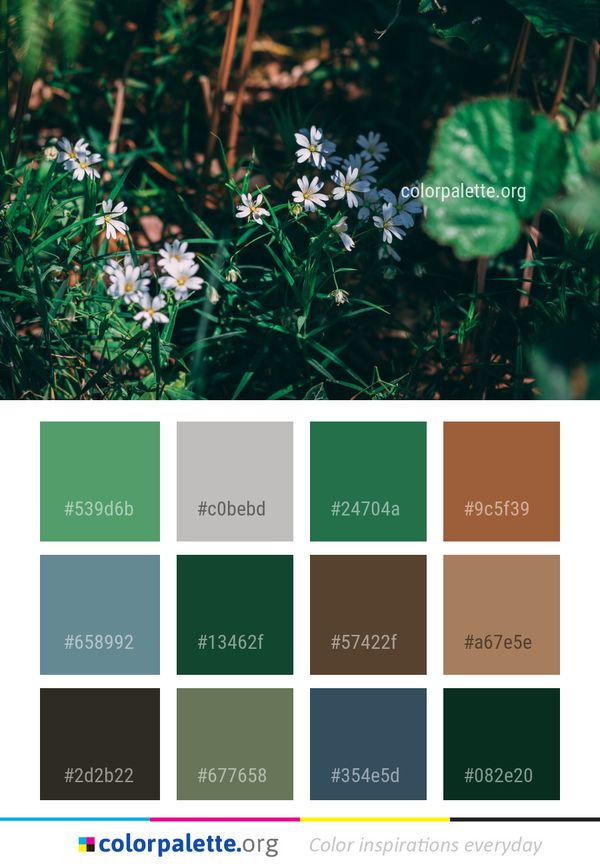 Flora Plant Flower Color Palette
