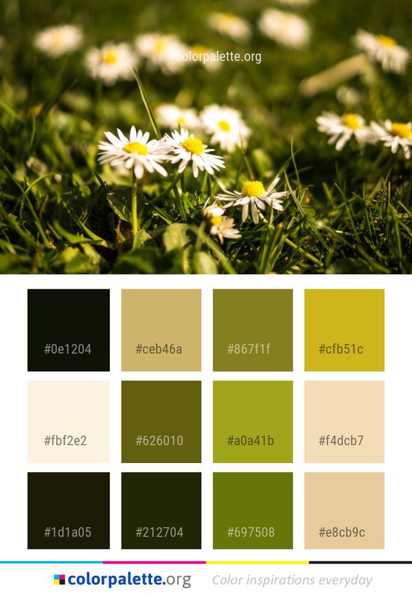Flower Daisy Plant Color Palette