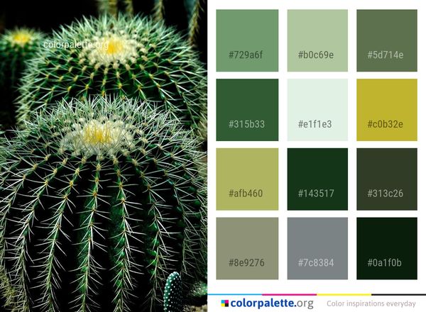 Plant Cactus Flowering Color Palette