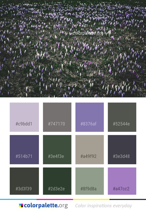 Plant Flower Purple Color Palette