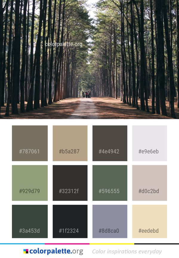 Tree Nature Path Color Palette