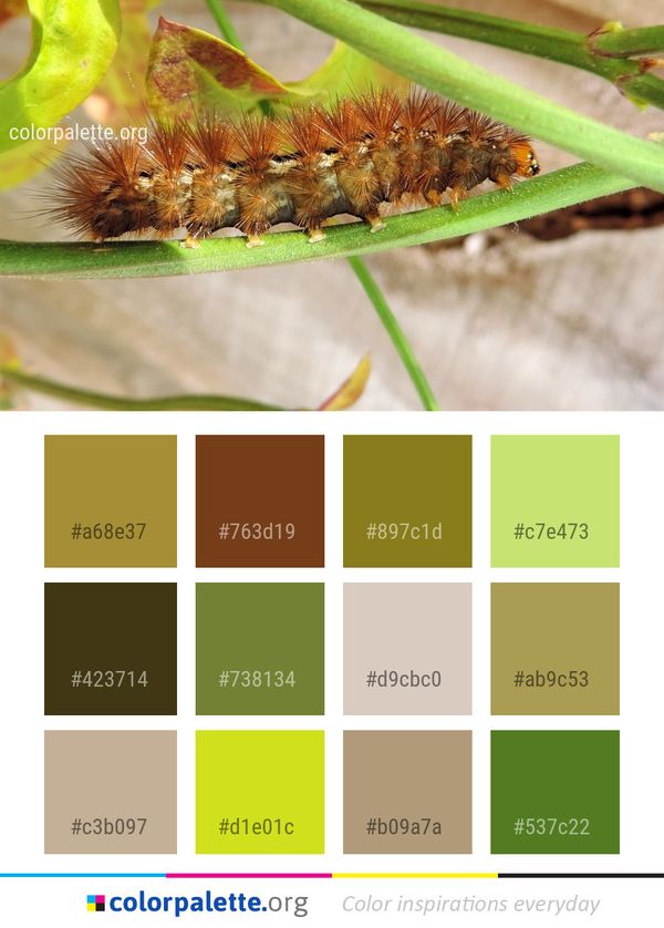 Caterpillar Larva Insect Color Palette