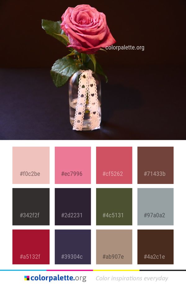 Pink Flower Rose Family Color Palette