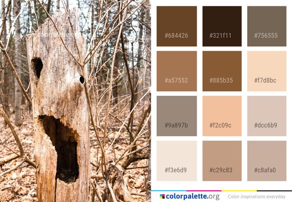 Tree Wood Trunk Color Palette