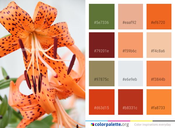 Flower Lily Plant Color Palette