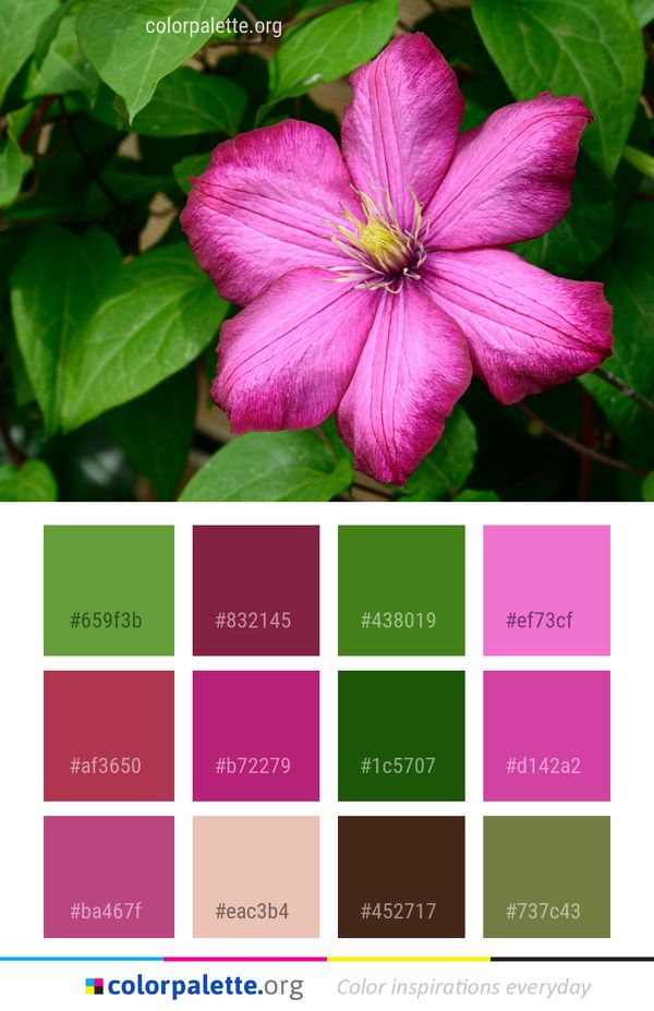 Flower Plant Flora Color Palette