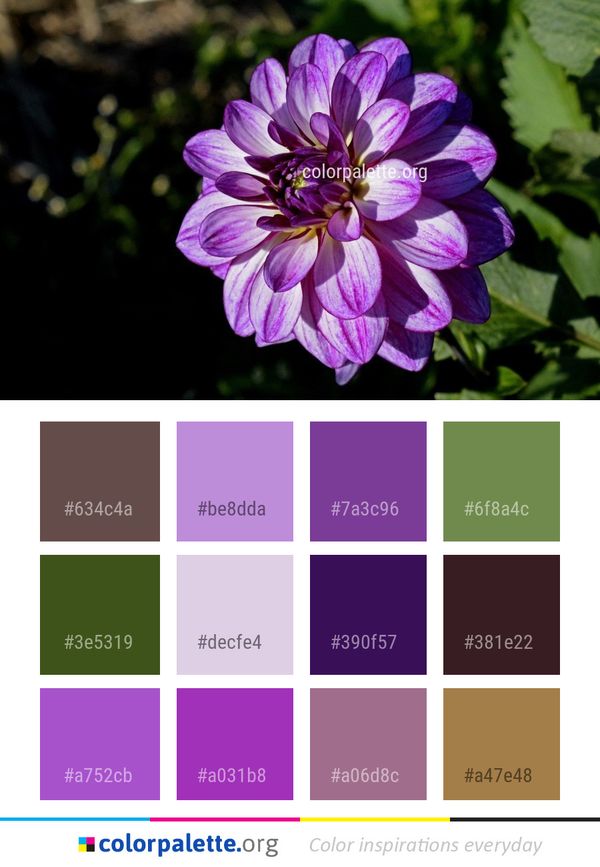 Flower Plant Purple Color Palette