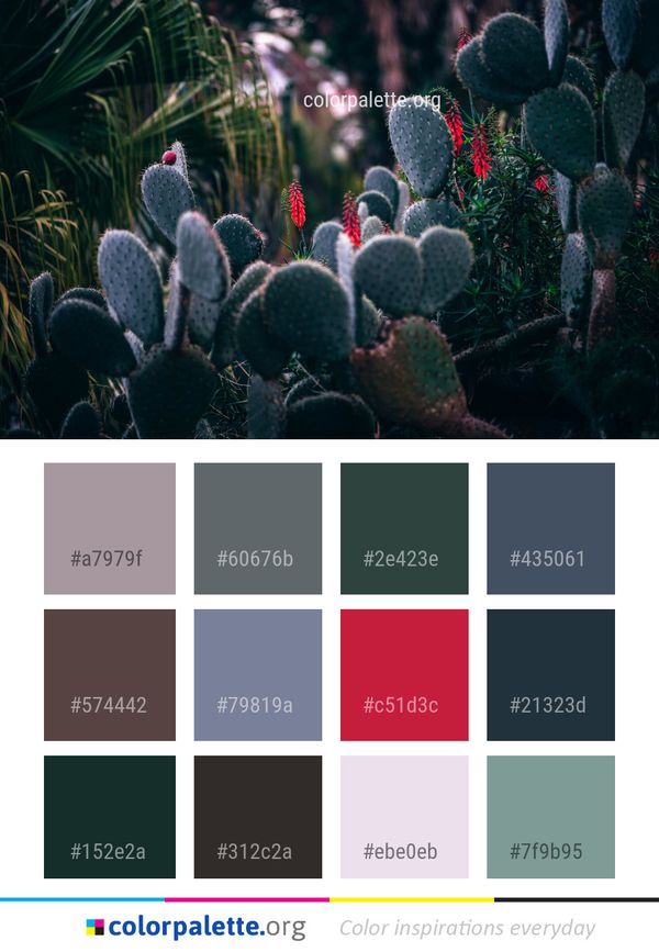 Plant Vegetation Cactus Color Palette