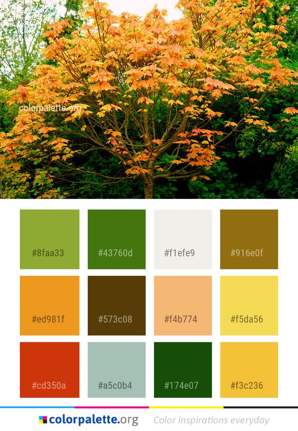 Tree Leaf Plant Color Palette