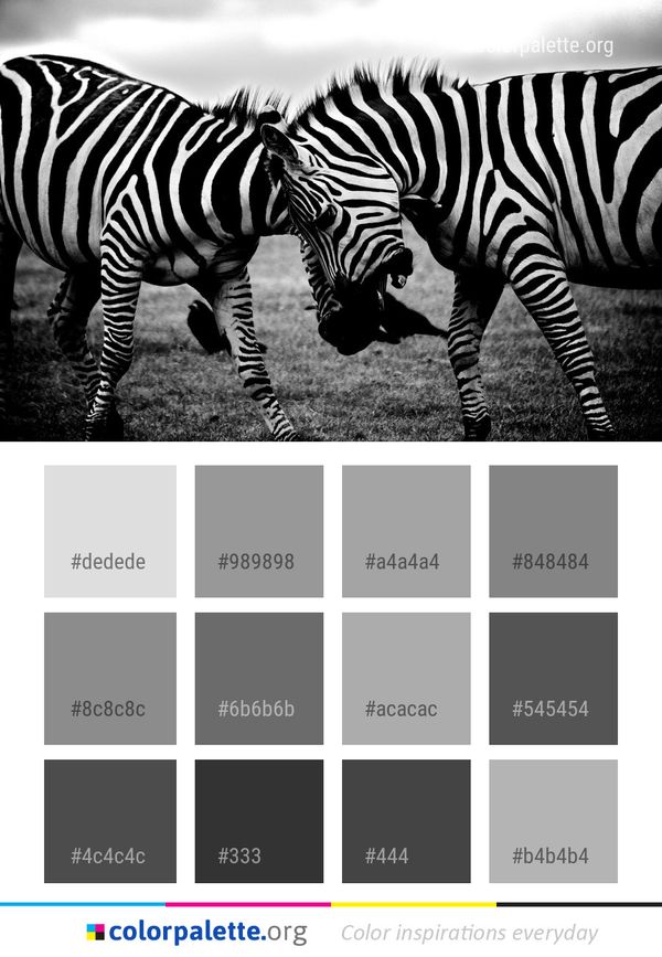 Wildlife Zebra White Color Palette