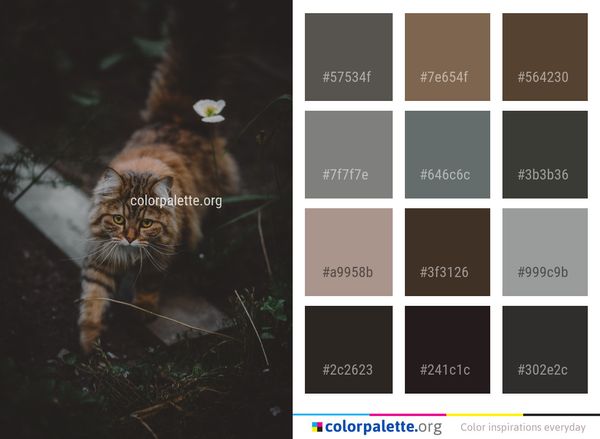 Cat Whiskers Mammal Color Palette