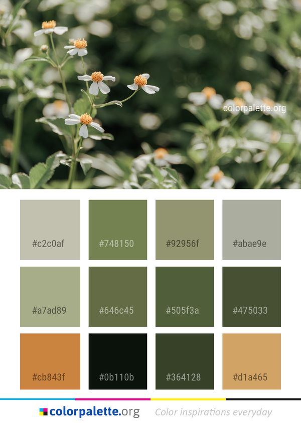 Flower Flora Plant Color Palette