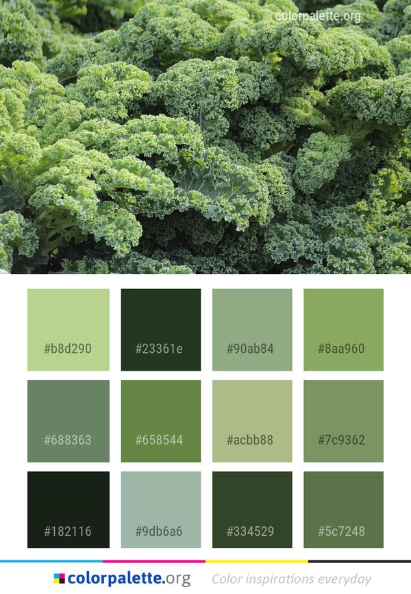 Vegetation Leaf Vegetable Kale Color Palette