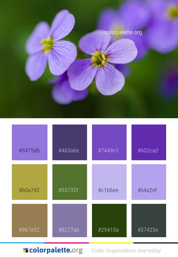 Flower Flora Purple Color Palette
