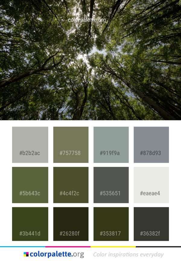 Forest Tree Vegetation Color Palette