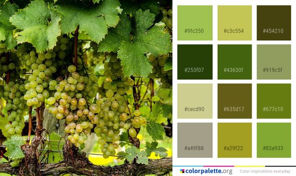 Grape Grapevine Family Fruit Color Palette