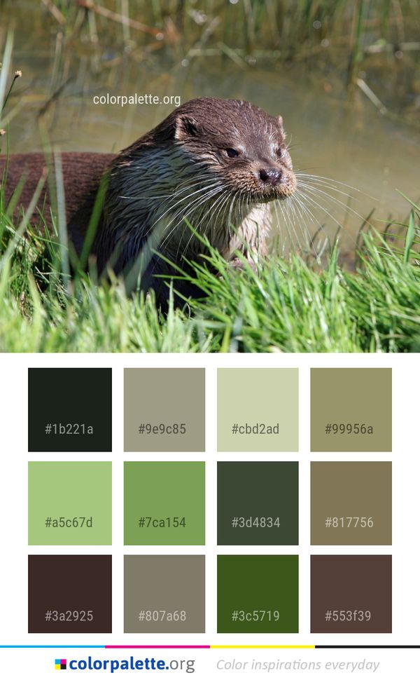 Otter Fauna Mammal Color Palette