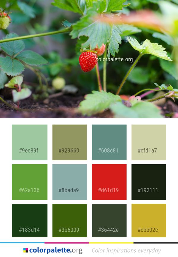 Strawberries Strawberry Plant Color Palette