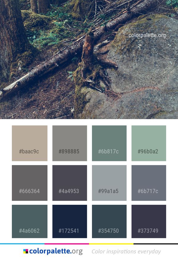 Tree Forest Rock Color Palette