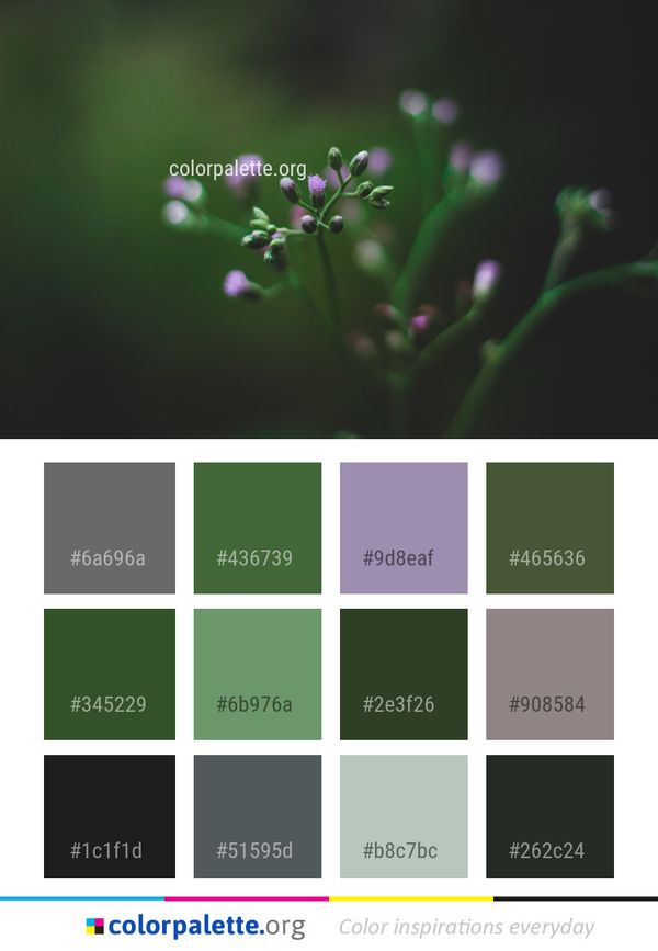 Flora Flower Macro Photography Color Palette