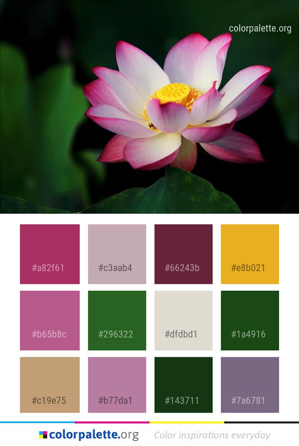 Flower Lotus Sacred Color Palette