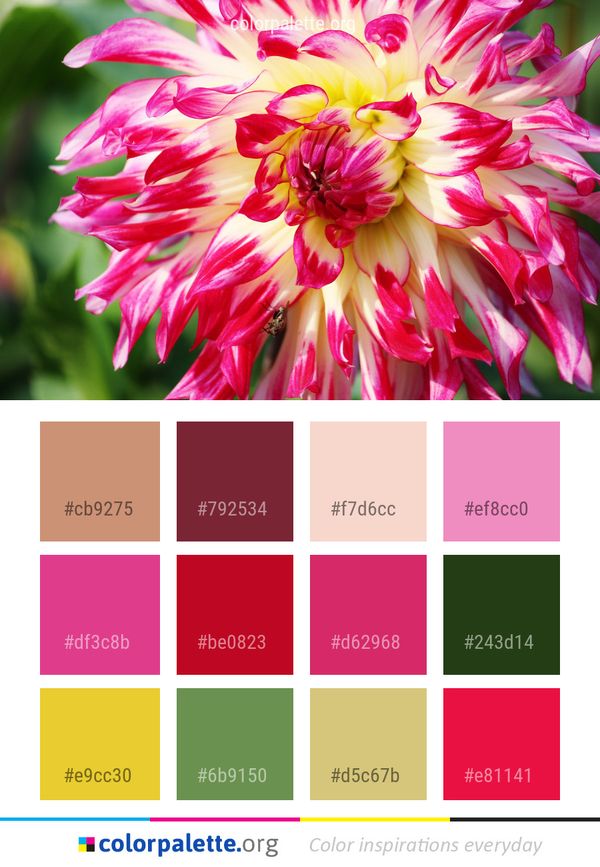 Flower Plant Flowering Color Palette