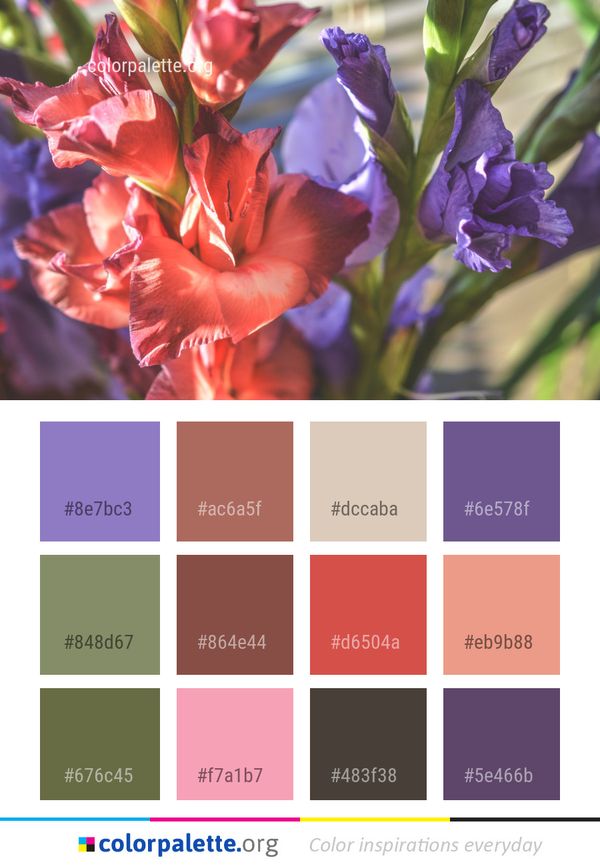 Flower Plant Flowering Color Palette