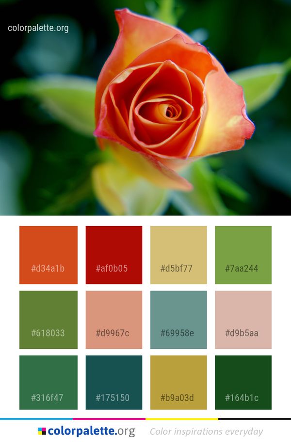 Flower Rose Garden Roses Color Palette