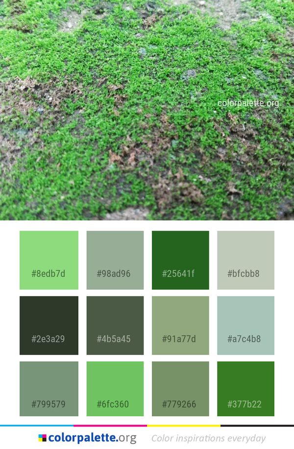 Plant Vegetation Grass Color Palette