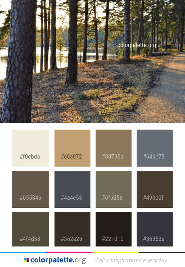 Tree Path Woody Plant Color Palette
