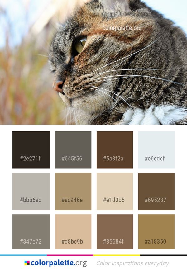 Cat Whiskers Mammal Color Palette