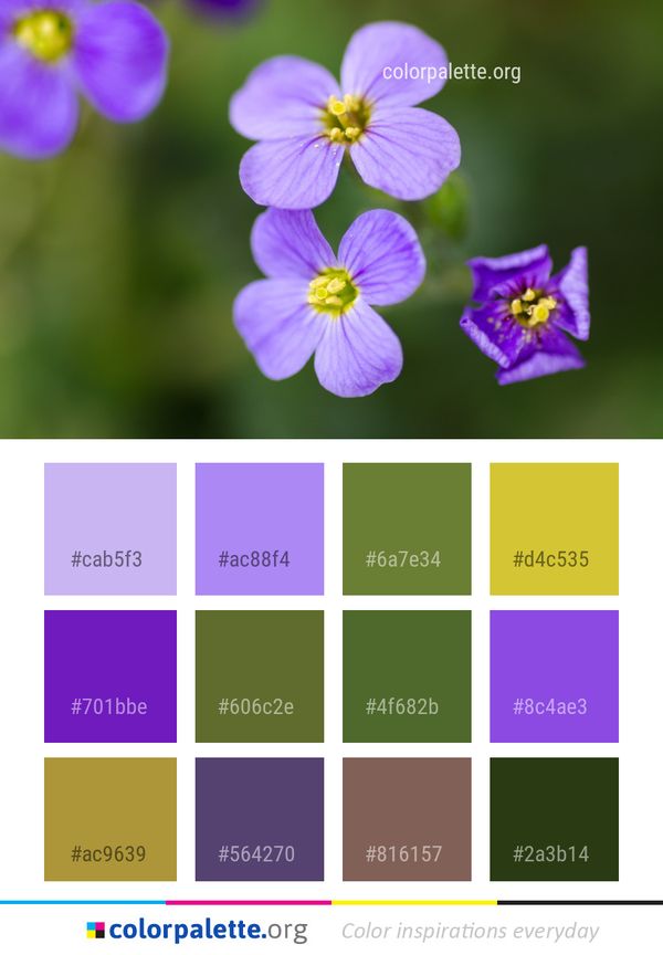 Flower Flora Wildflower Color Palette