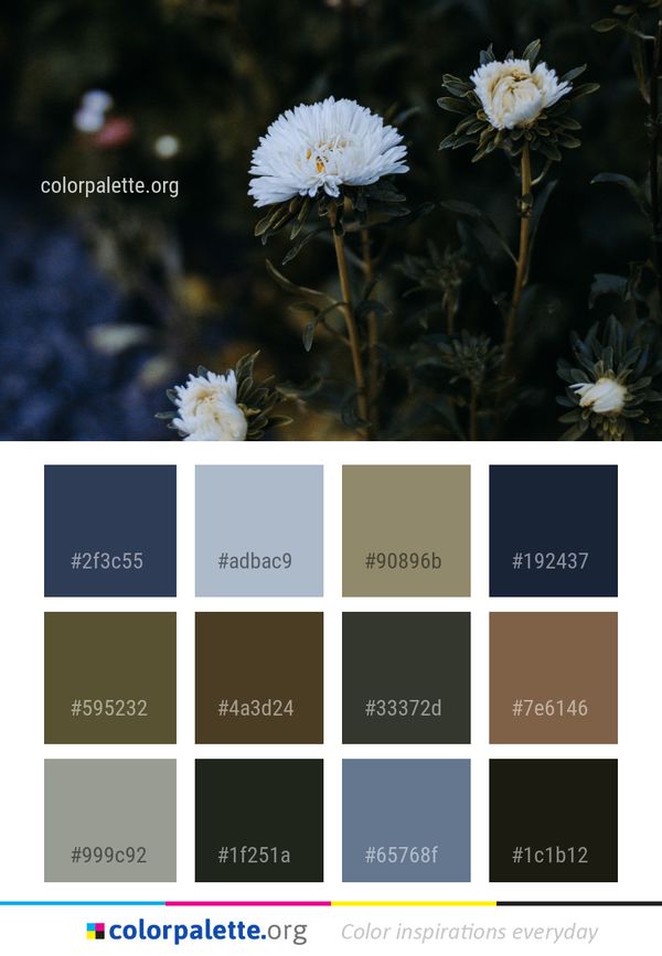 Flower Plant Flora Color Palette