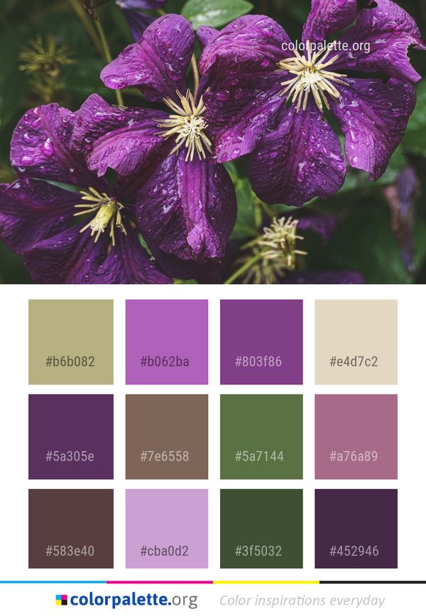 Flower Plant Purple Color Palette
