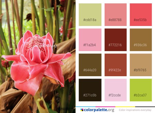 Plant Pink Flower Color Palette
