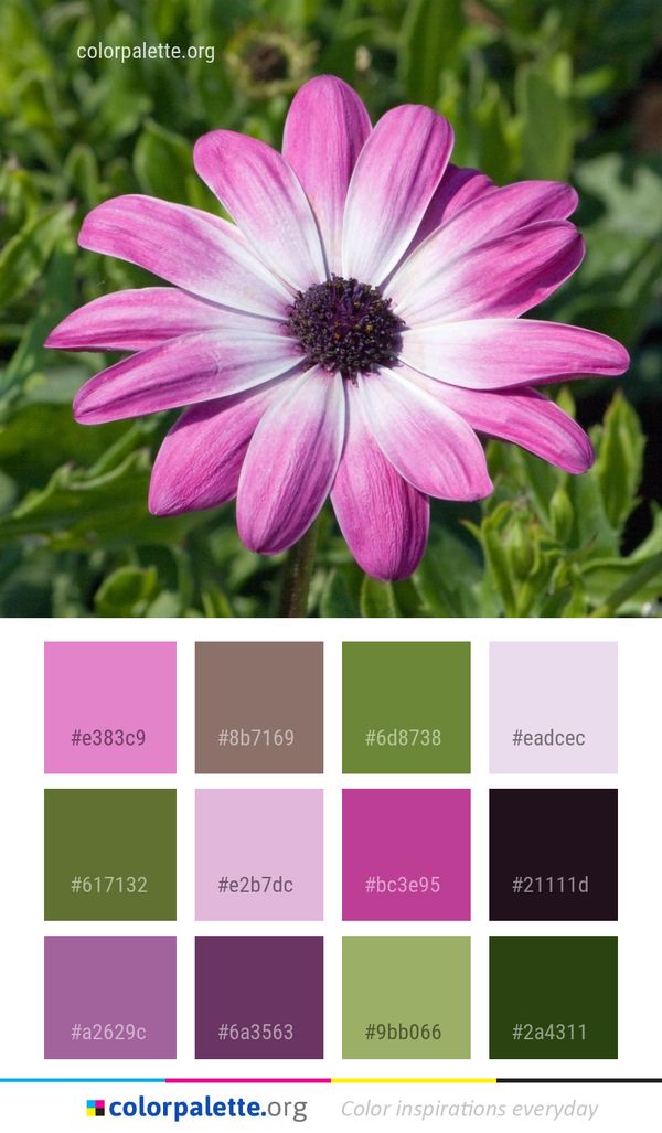 Flower Flora Plant Color Palette